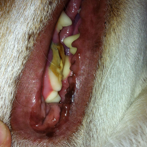 Erstes Bild - (Krankheit, Hund, Zähne)