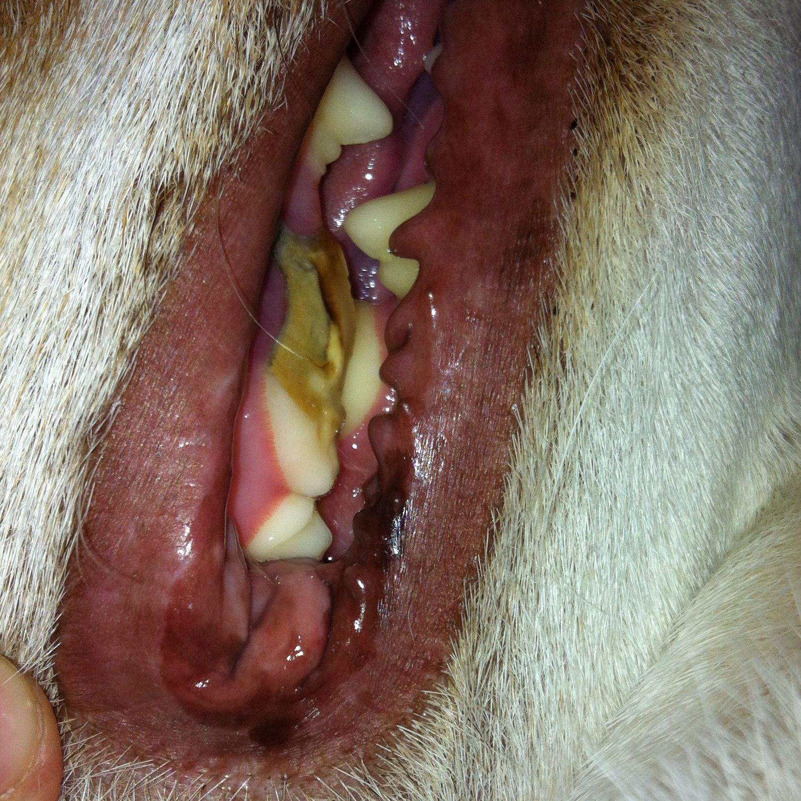 Was ist das bei meinem Hund (? (Krankheit, Zähne, maul)