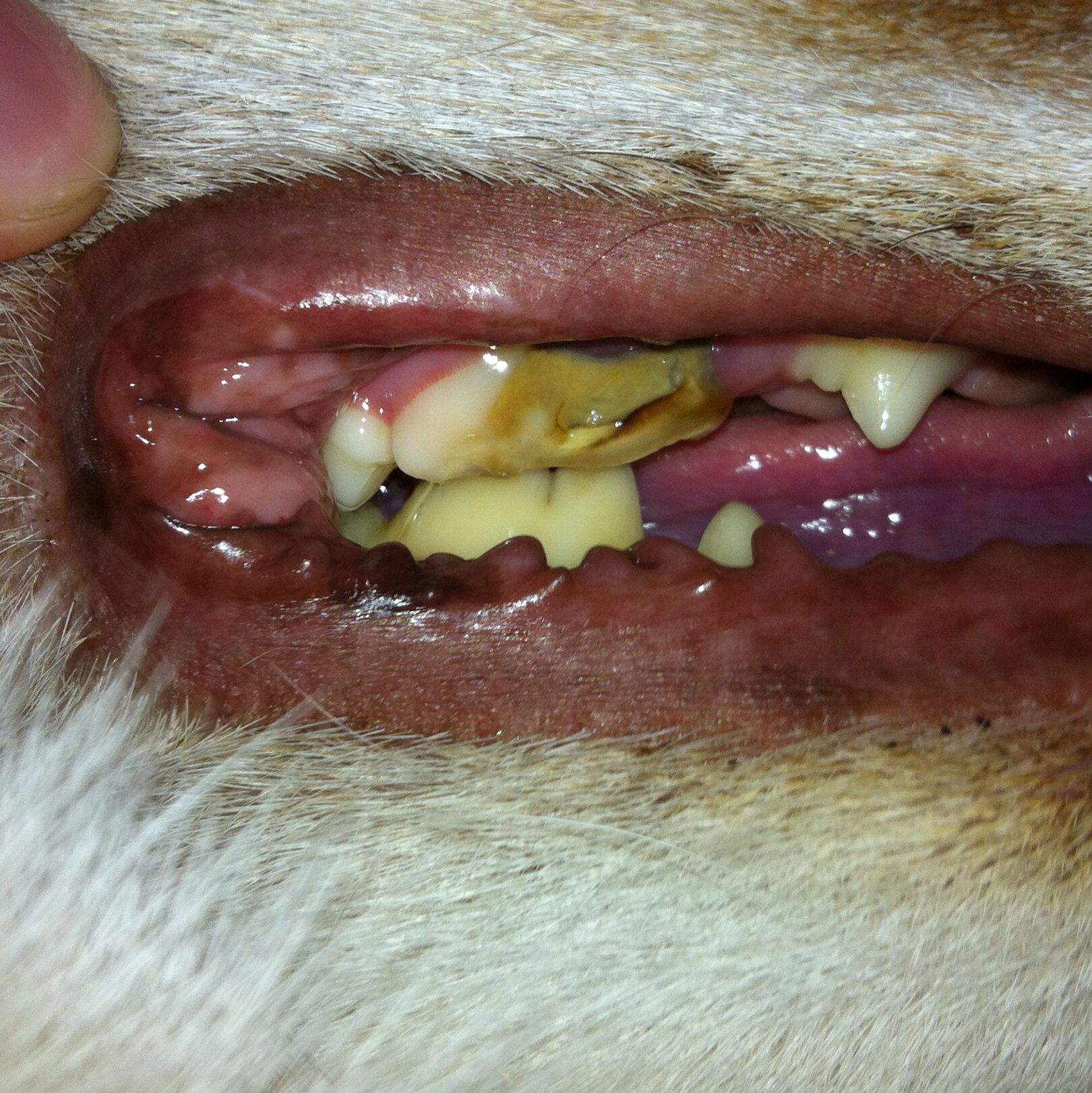 Was ist das bei meinem Hund (? (Krankheit, Zähne, maul)