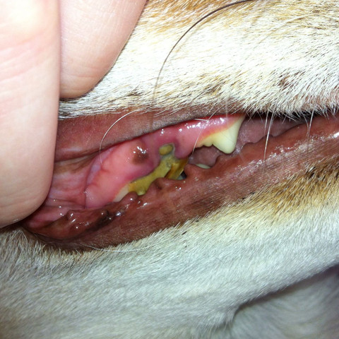 Drittes Bild  - (Krankheit, Hund, Zähne)