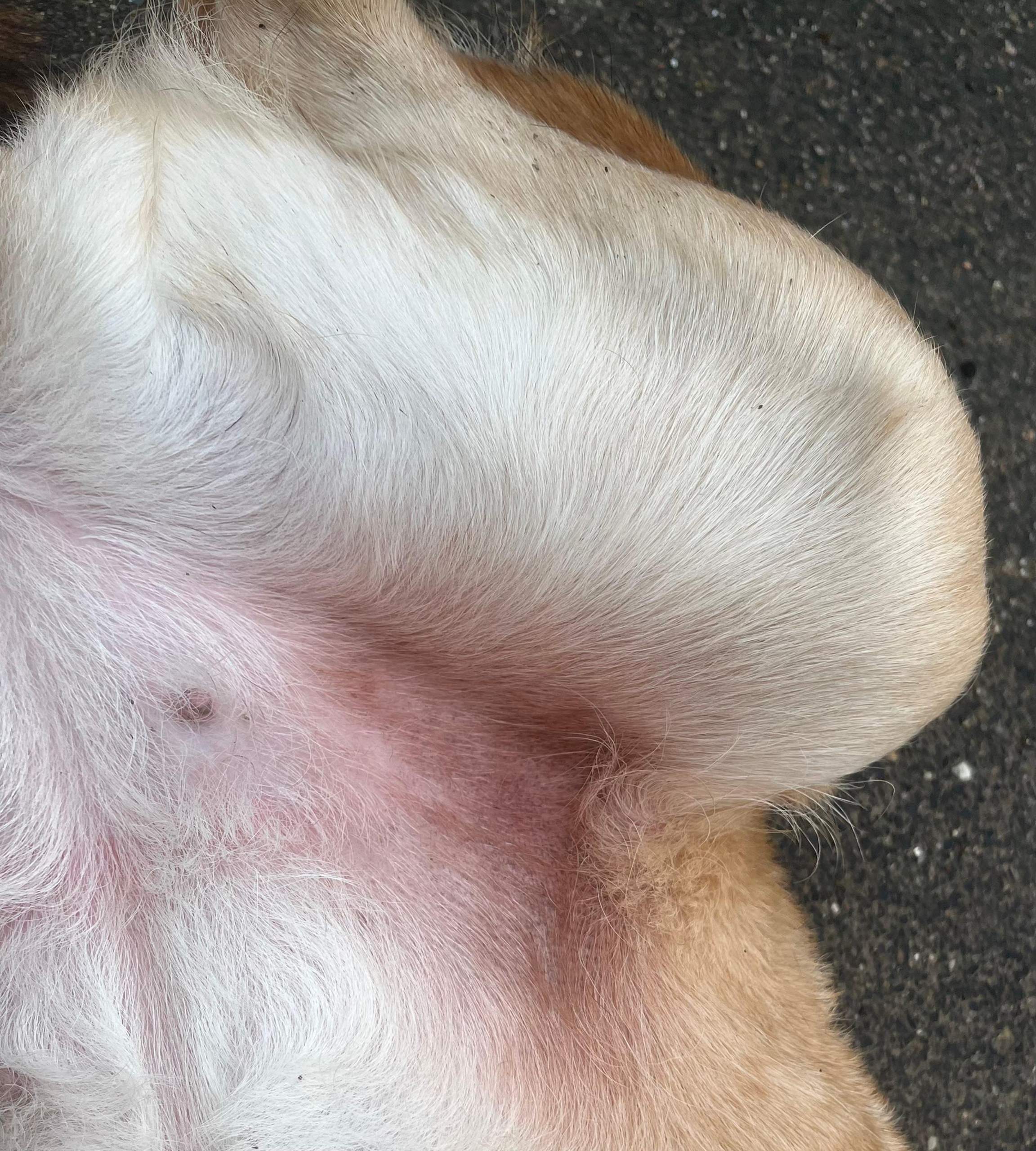 Was ist das bei meinem Hund? (Gesundheit, Tierhaltung, Tiermedizin)