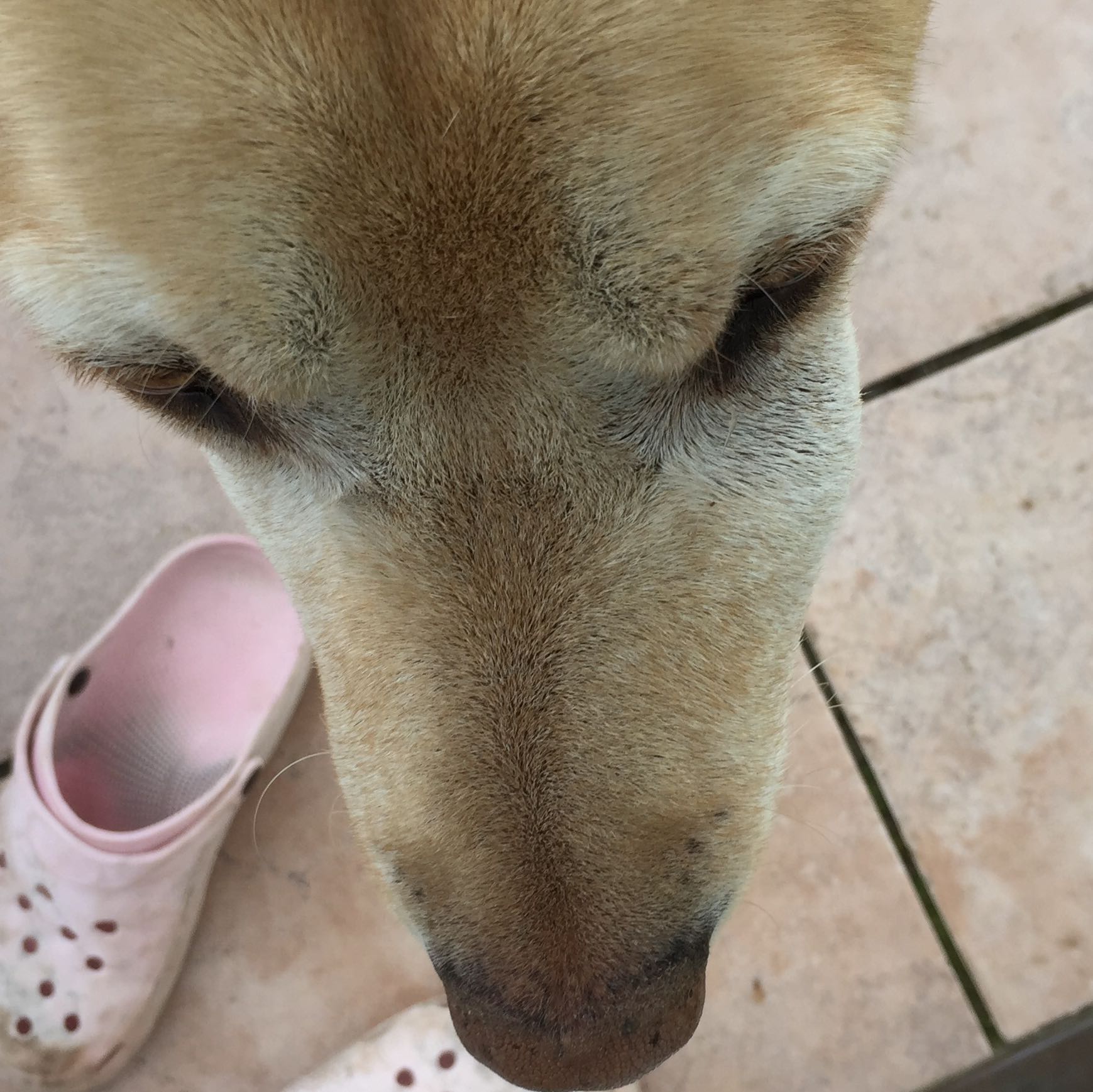 Was ist das bei meinem Hund an der Schnauze? (Haustiere)