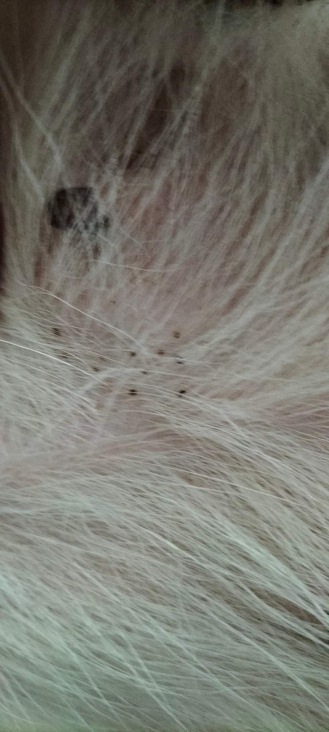 Was ist das bei meinen Hund und ist das normal?