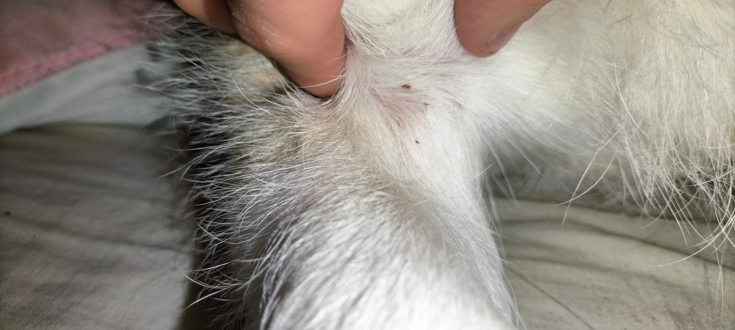 Was ist das bei meinen Hund und ist das normal?