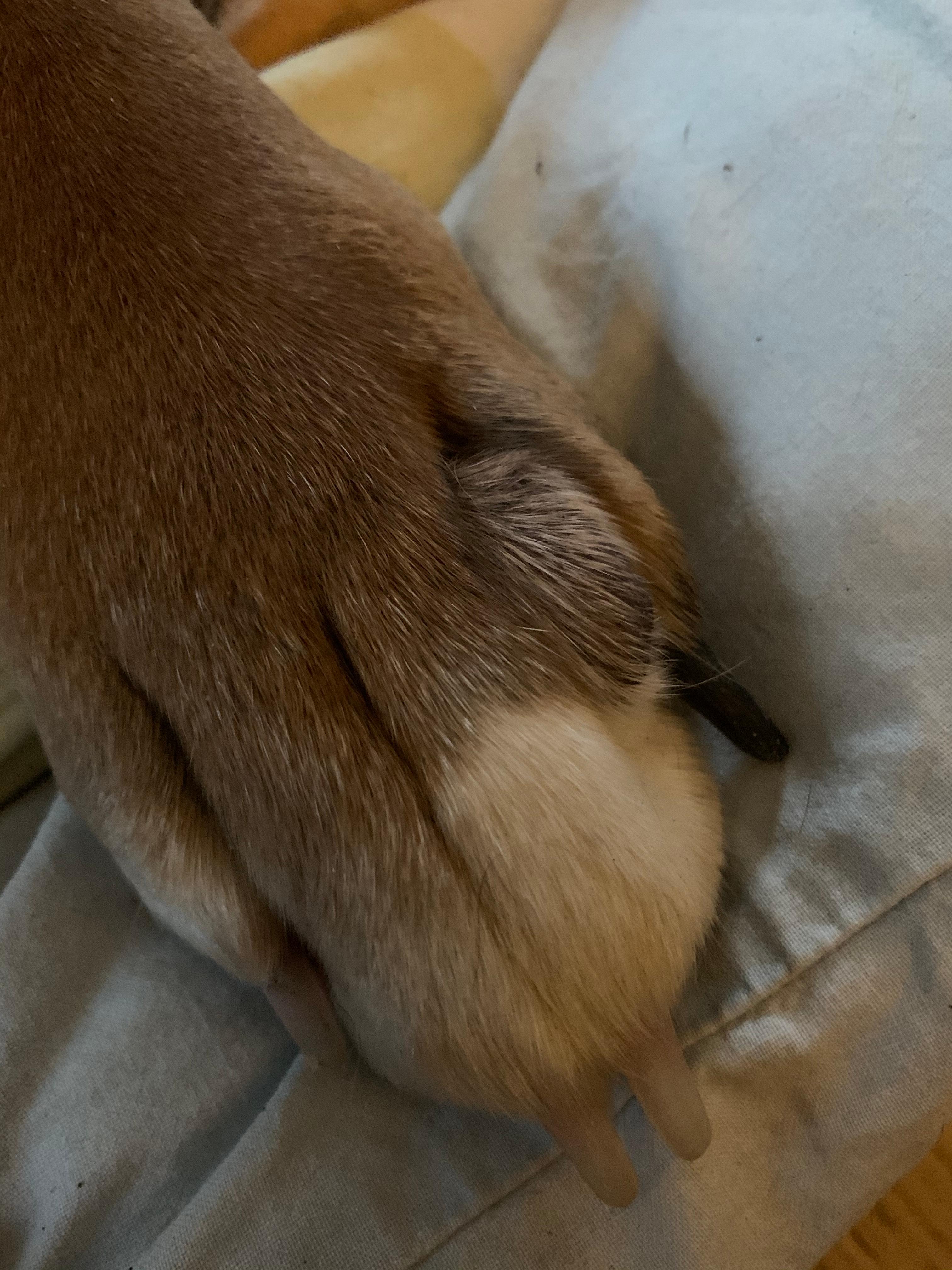 was ist das beim hund gesundheit tiere tierarzt
