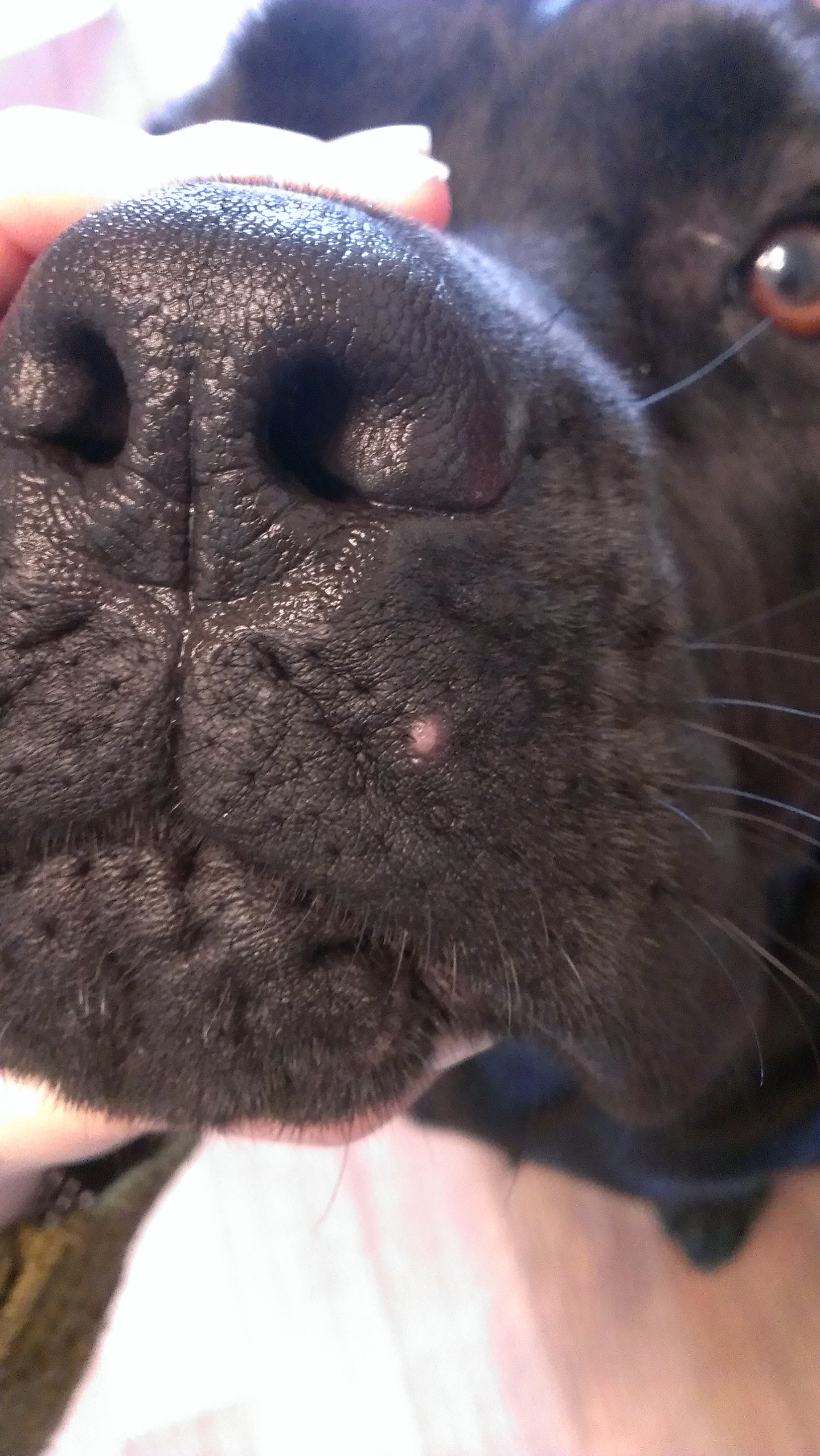 Was ist das? Bläschen an Schnauze beim Hund (Bild anbei) (Tiere