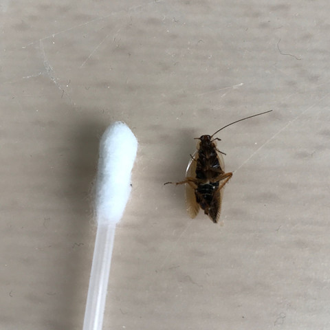 - (Tiere, Wohnung, Kakerlaken)