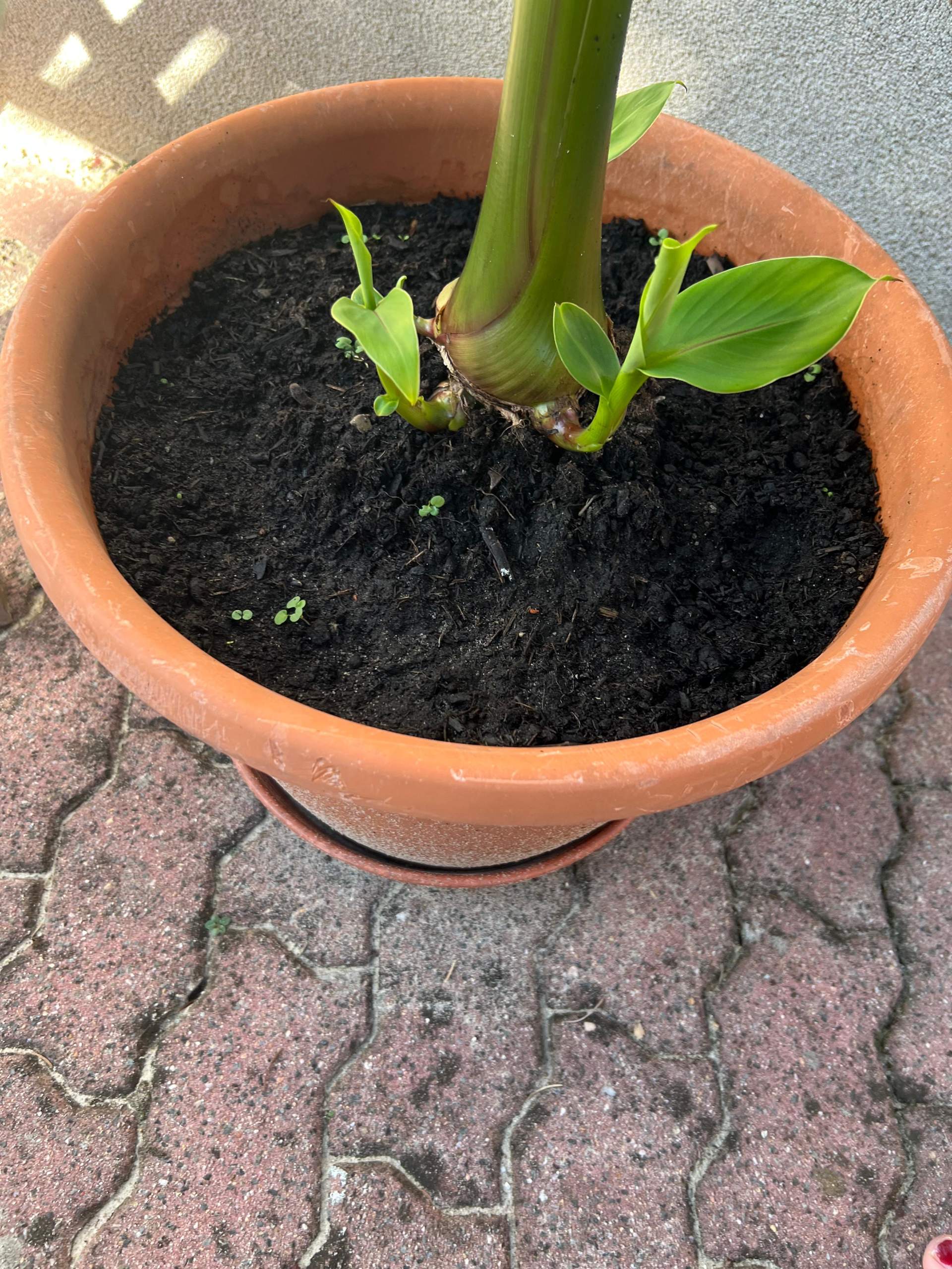Was ist das da unten an meiner Bananenpflanze? (Pflanzenpflege, Banane,  Bananenstaude)