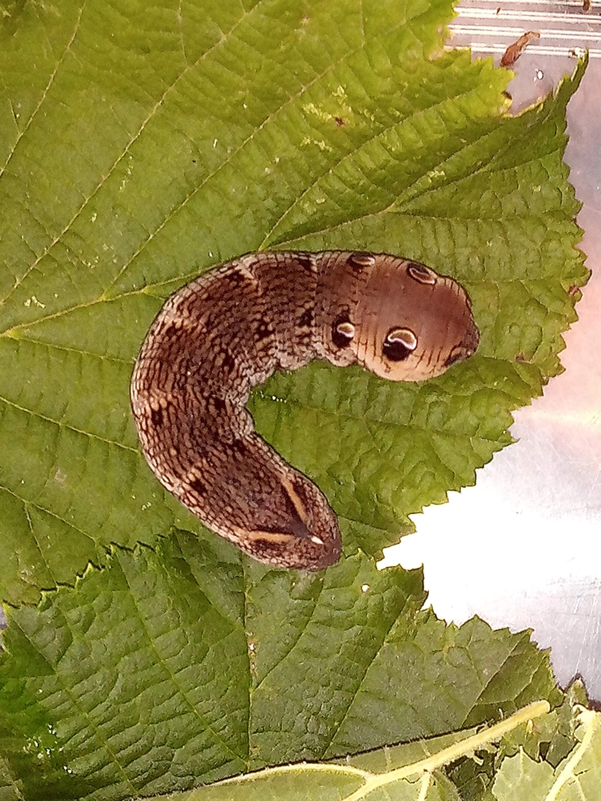 Was ist das das für eine Raupe? (Tiere, Rasse, Schmetterling)