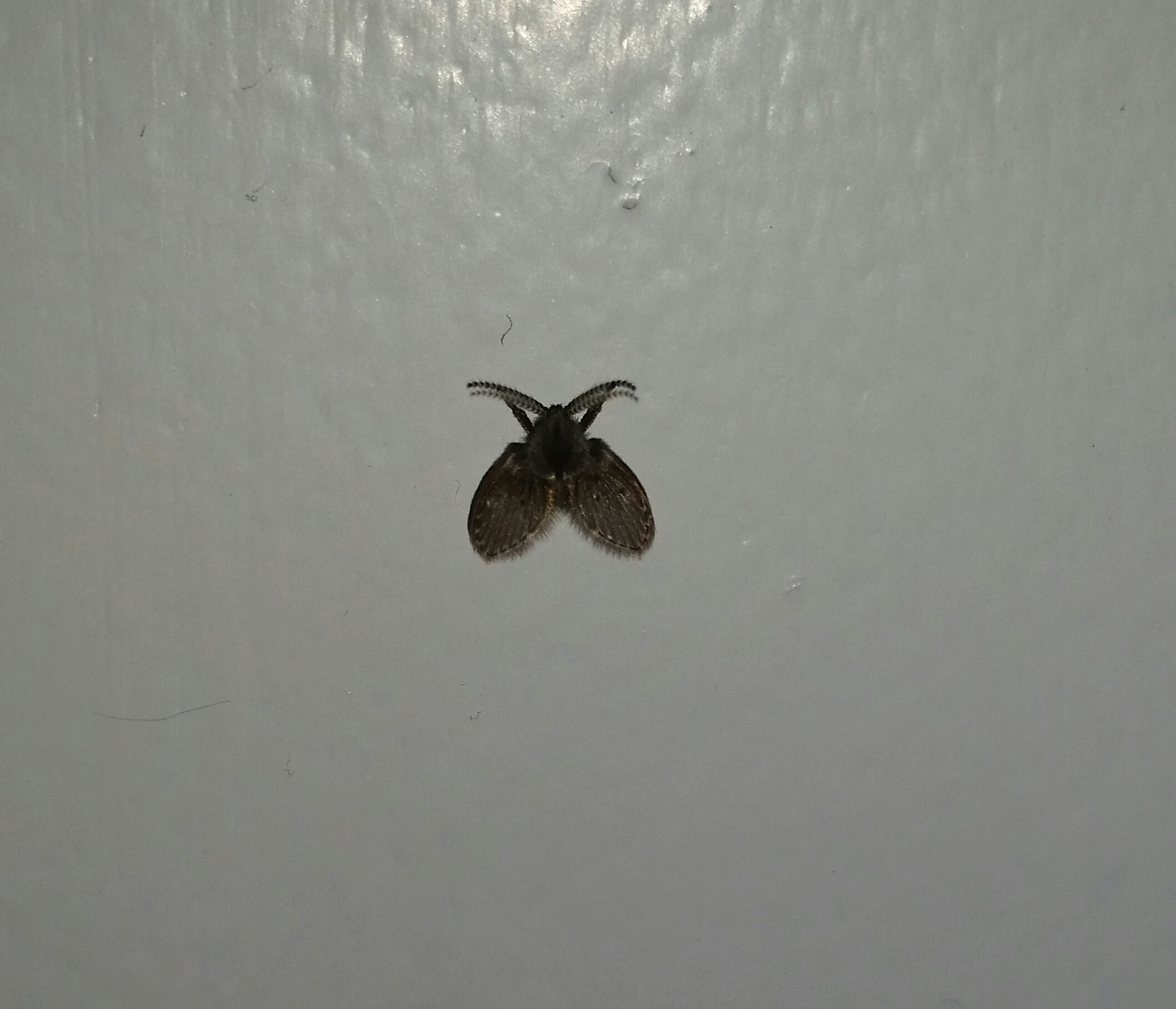 Was Ist Das Denn Fur Ein Tier Insekten Motten