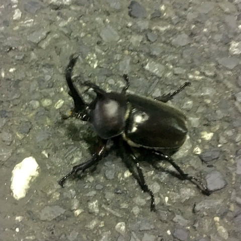 Insekt - (Japan, Insekten)