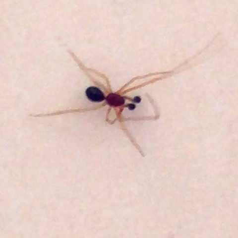 Ameisenspinne - (Tiere, Biologie, Spinnen)