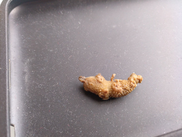 Was ist das? - (Tiere, Natur)