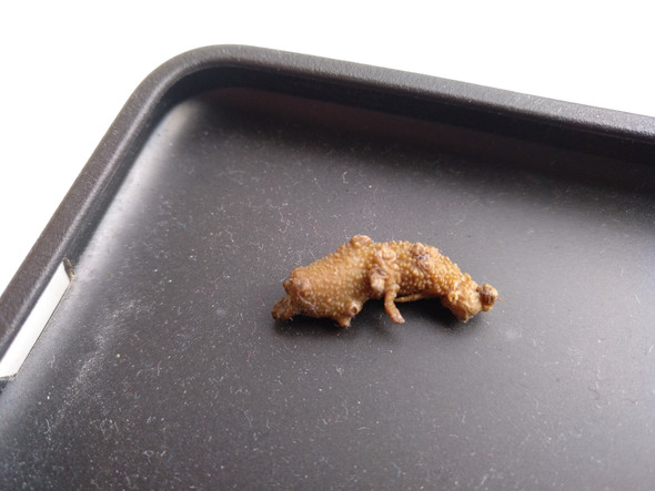 Was ist das? - (Tiere, Natur)