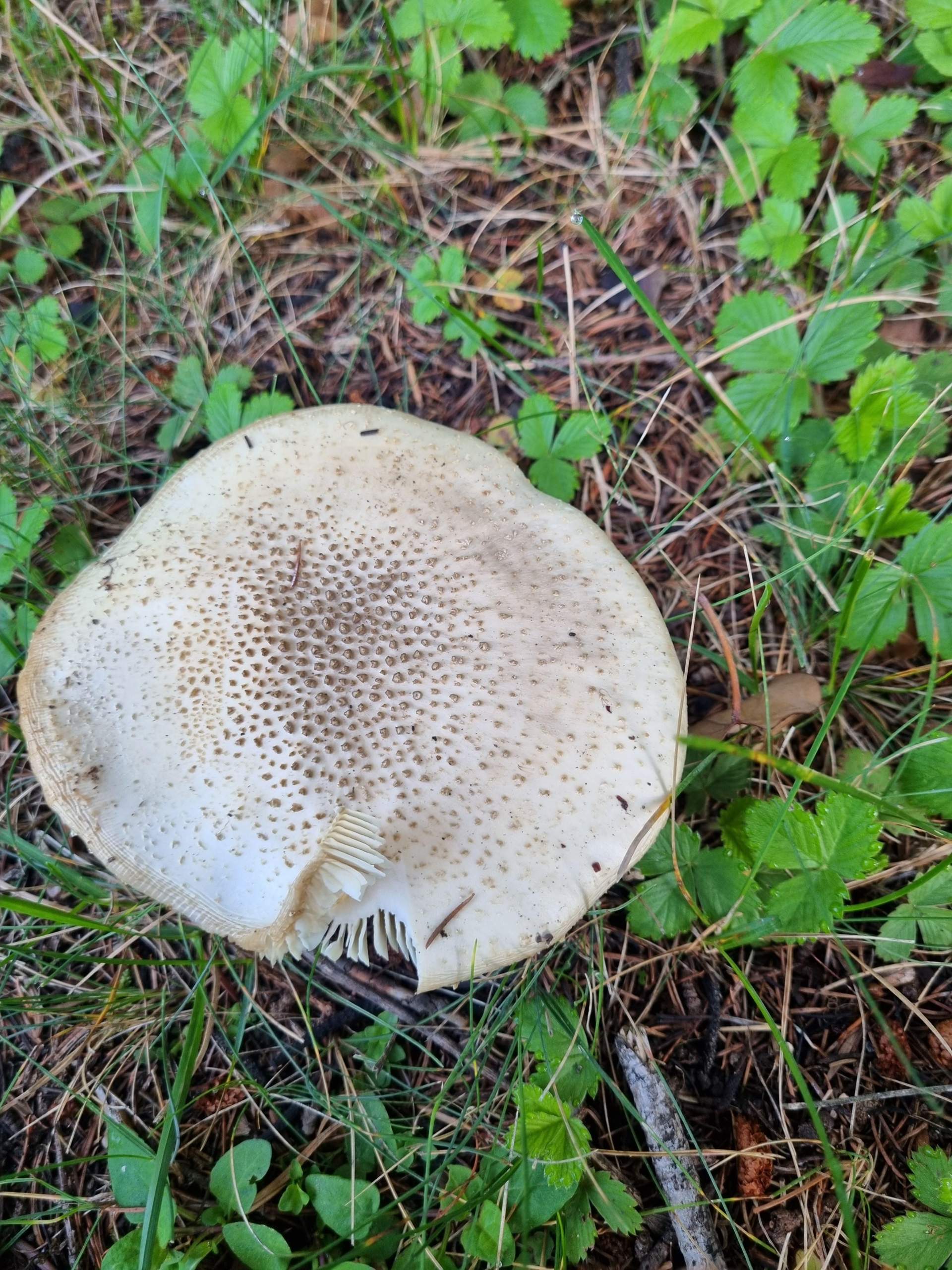 Was ist das fűr ein Pilz? (Biologie, Pflanzen, Pilze)