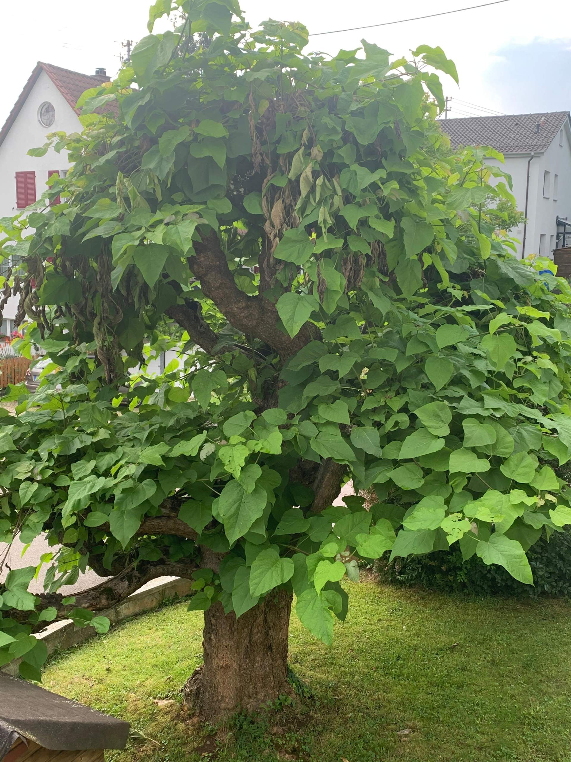 Was ist das für ein baum? (Pflanzen, Natur)