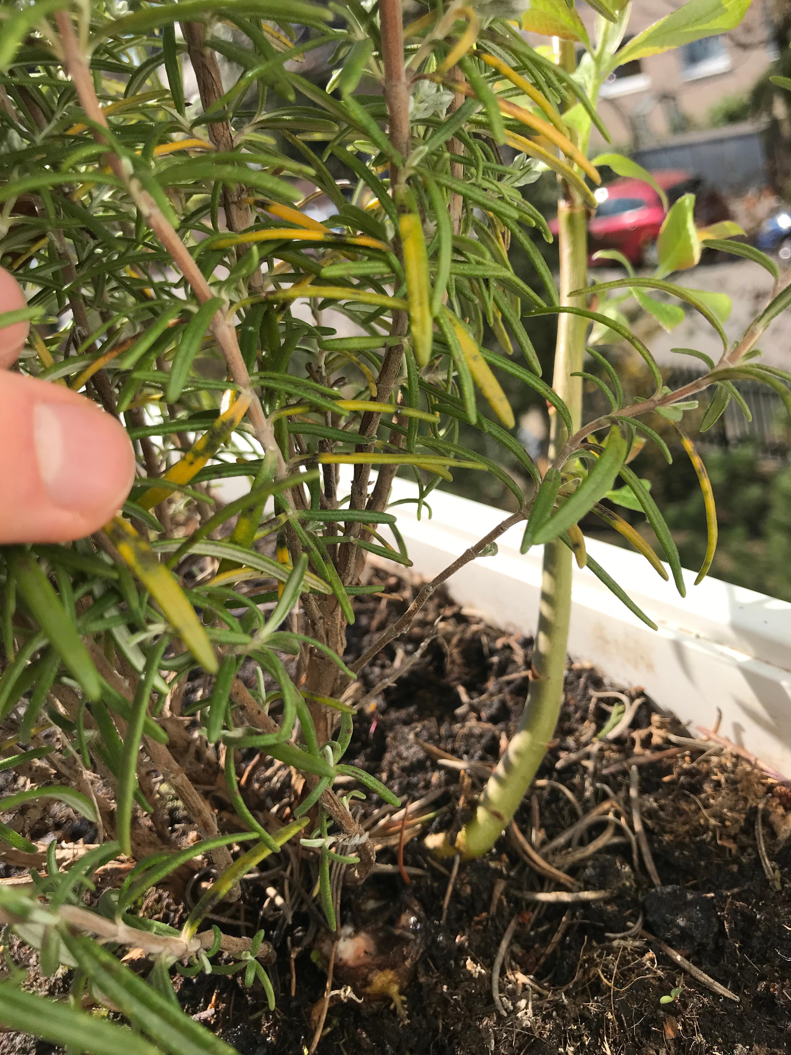 Was ist das für ein Baum der in unserem Blumenkasten