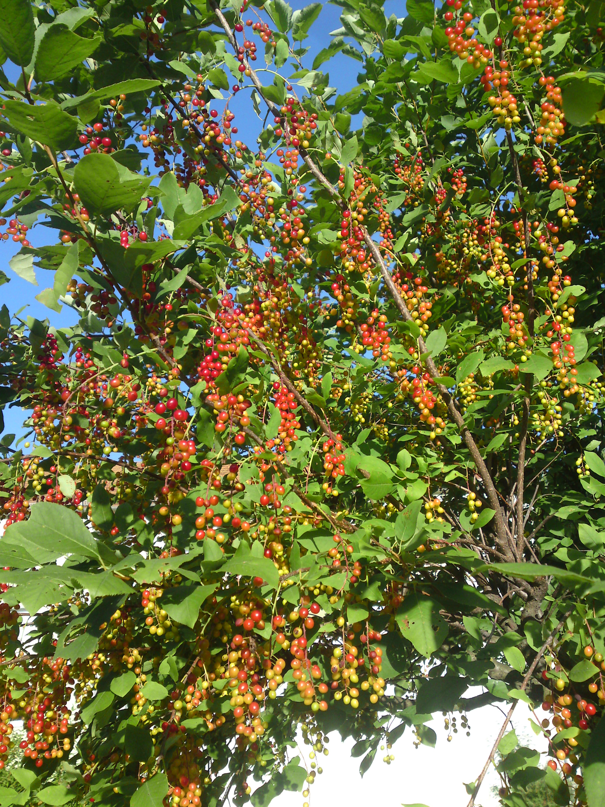 Baum Mit Roter Frucht