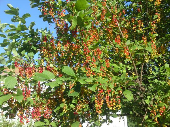 Was ist das für ein Baum mit Früchten ähnlich roter