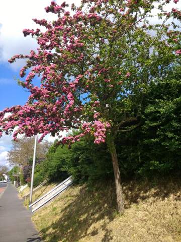 Was ist das für ein Baum mit rosa Blüten? (Pflanzen, Natur)