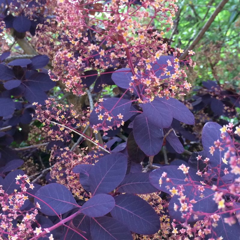 Was ist das für ein Baum mit roten Blättern