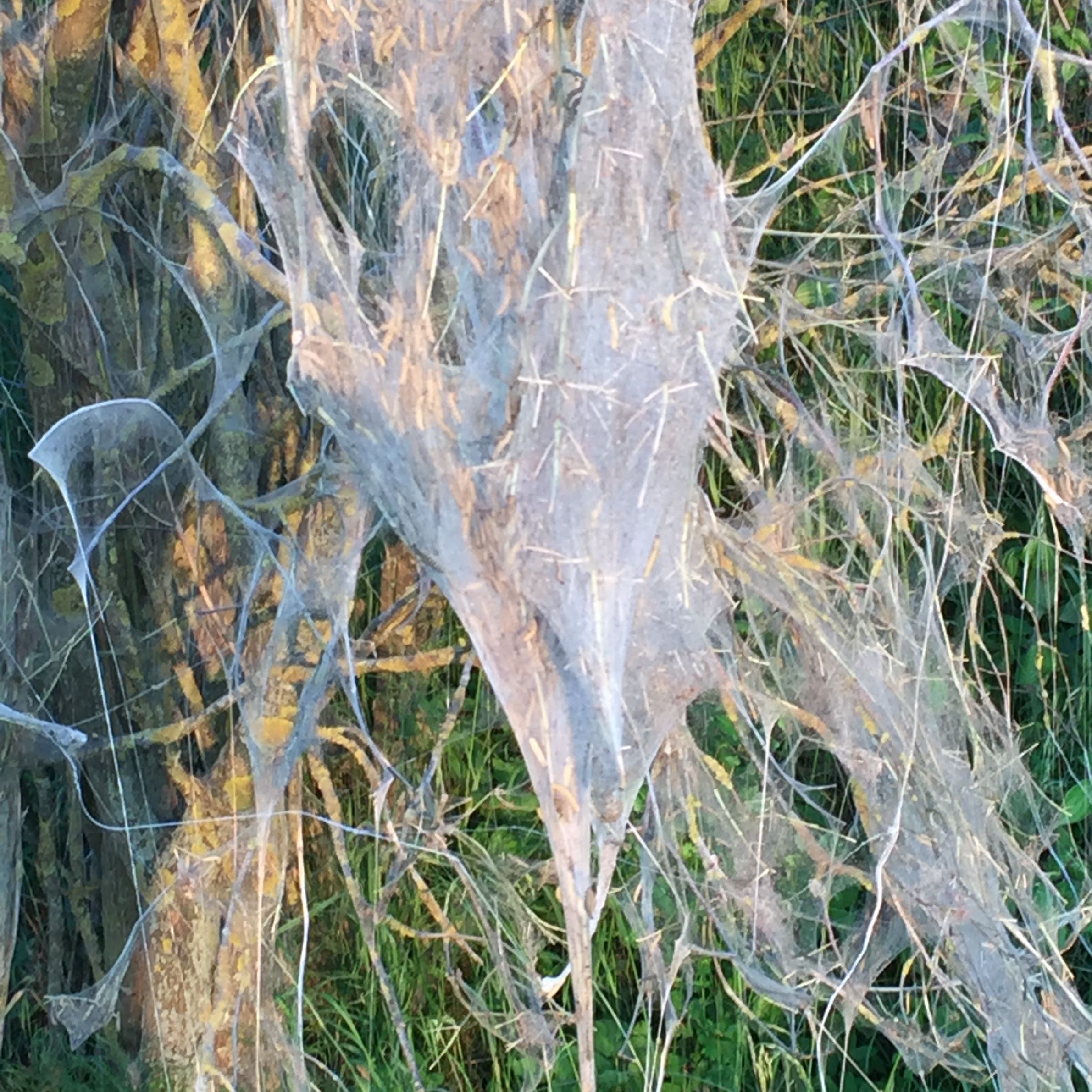 Was ist das für ein Baum mit Spinnennestern? (Leben, Natur