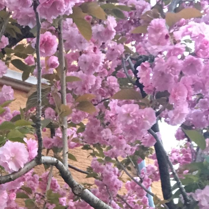 was ist das für ein baum, rosa Blüten? (Biologie, Pflanzen