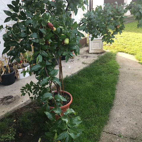 Was Ist Das Fur Ein Baum Und Welche Fruchte Sind Das Pflanzen