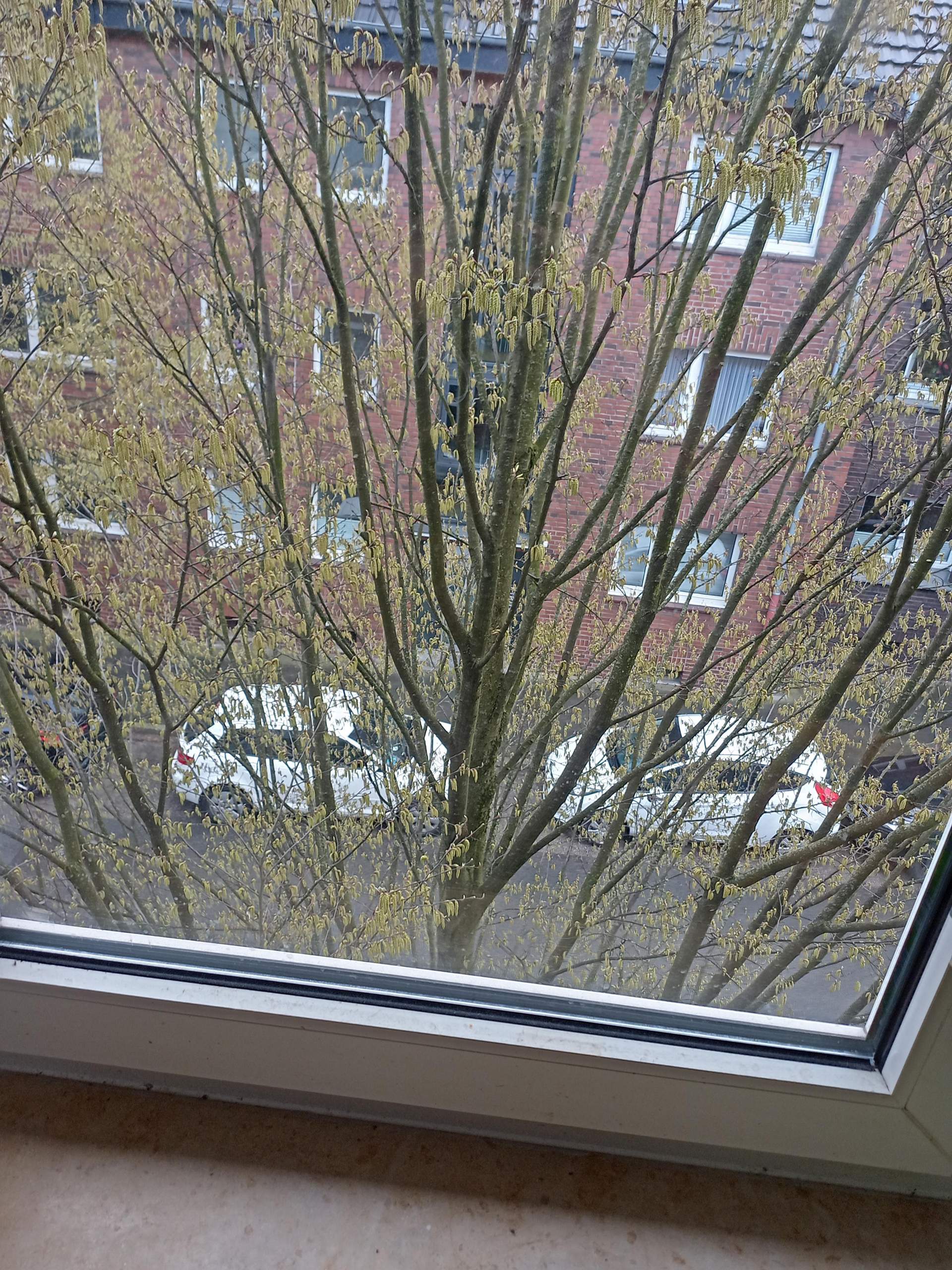 Was ist das für ein Baum vor meinem Fenster? (Pflanzenbestimmung)