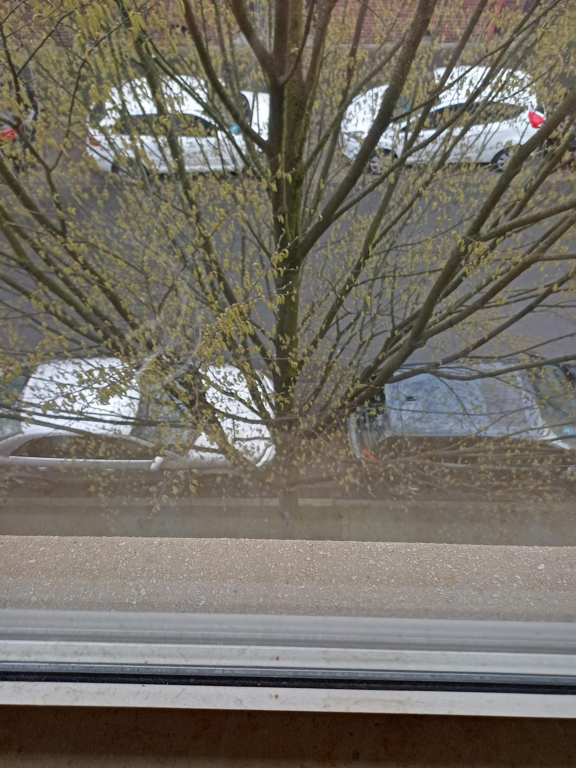 Was ist das für ein Baum vor meinem Fenster? (Pflanzenbestimmung)