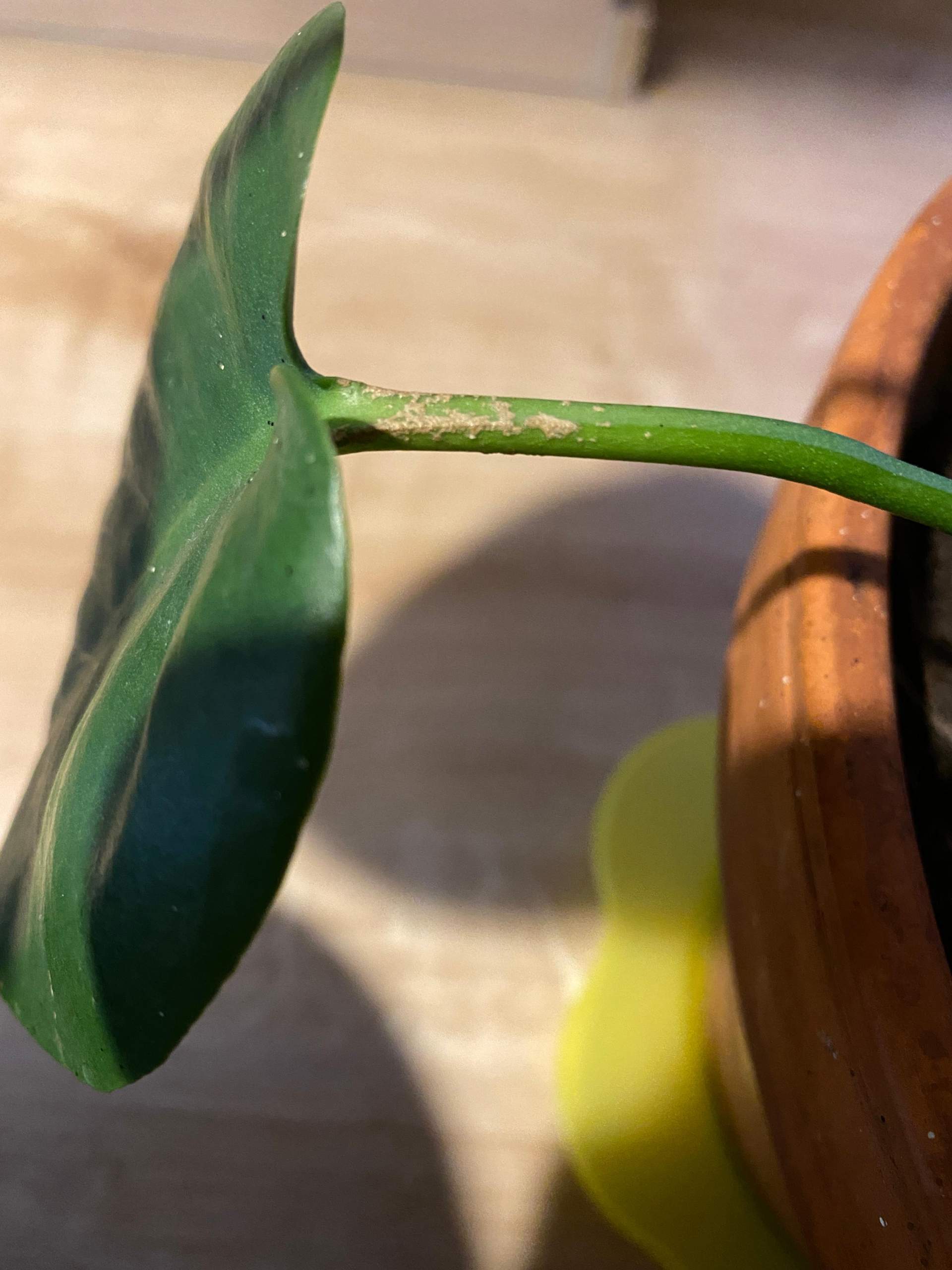 Was ist das fr ein Befall bei der Monstera? (Pflanzen, Zimmerpflanzen)