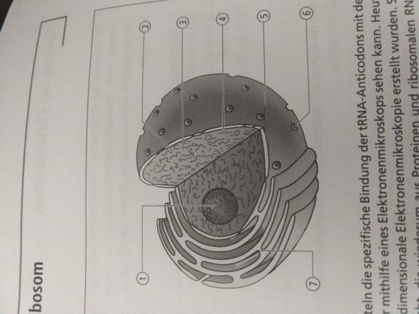 Was ist das für ein Bestandteil des Zellkerns?