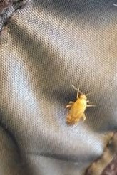 Kleiner gelber Käfer  - (Gesundheit, Tiere, Biologie)