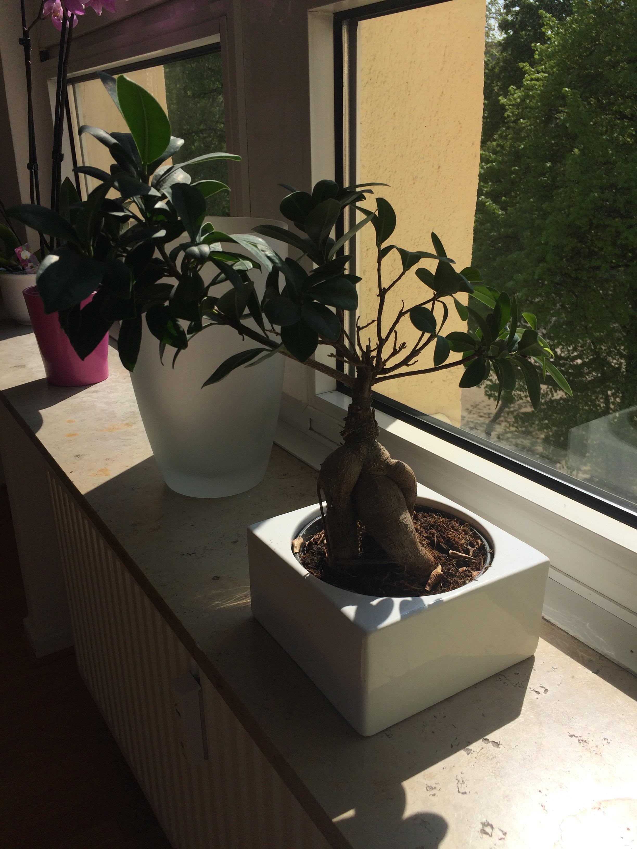 Was Ist Das Fur Ein Bonsai Ist Es Ein Ficus Pflanzen Bonsaibaum