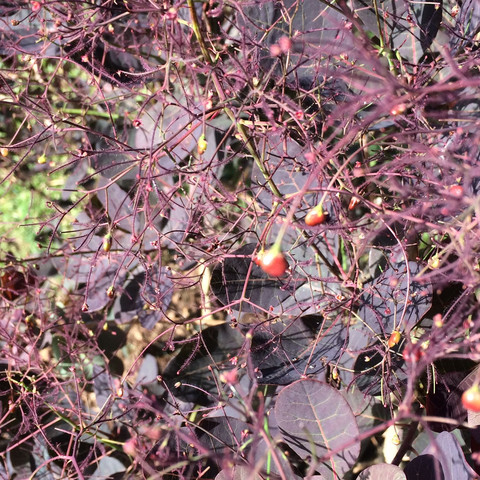 Busch rot II - (sträucher, Busch)