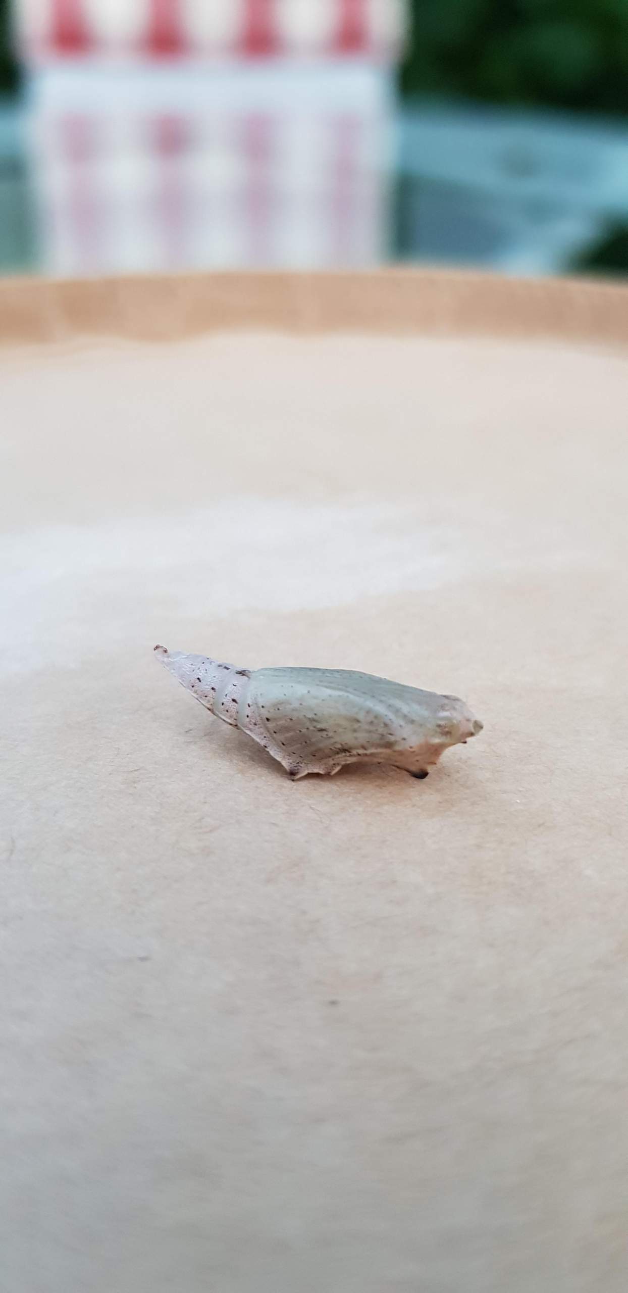 Was ist das für ein Cocon...? (Tiere, Insekten)