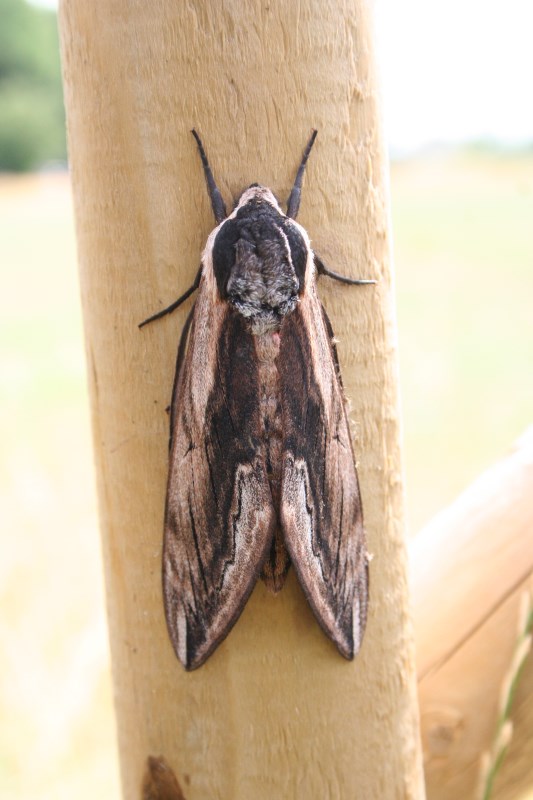 Was Ist Das F r Ein Falter F r Eine Motte Natur Insekten K fer 