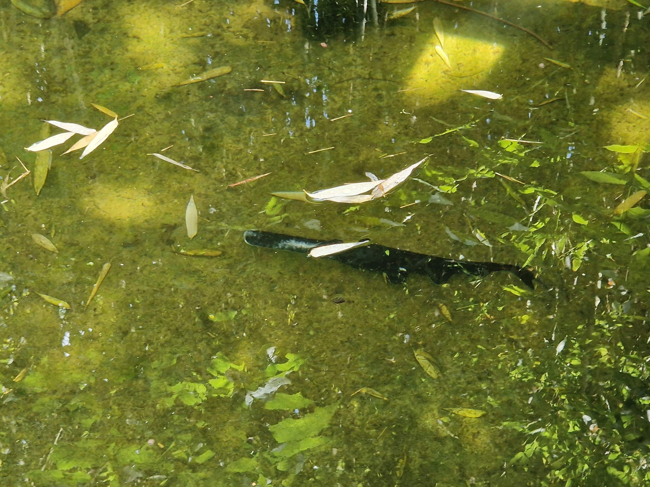 Was ist das für ein Fisch? (Teich, Gartenteich, Fischarten)