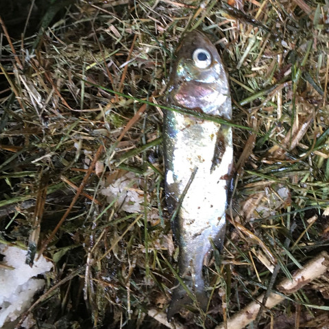 Teichfisch gestorben - (Fische, Teich)