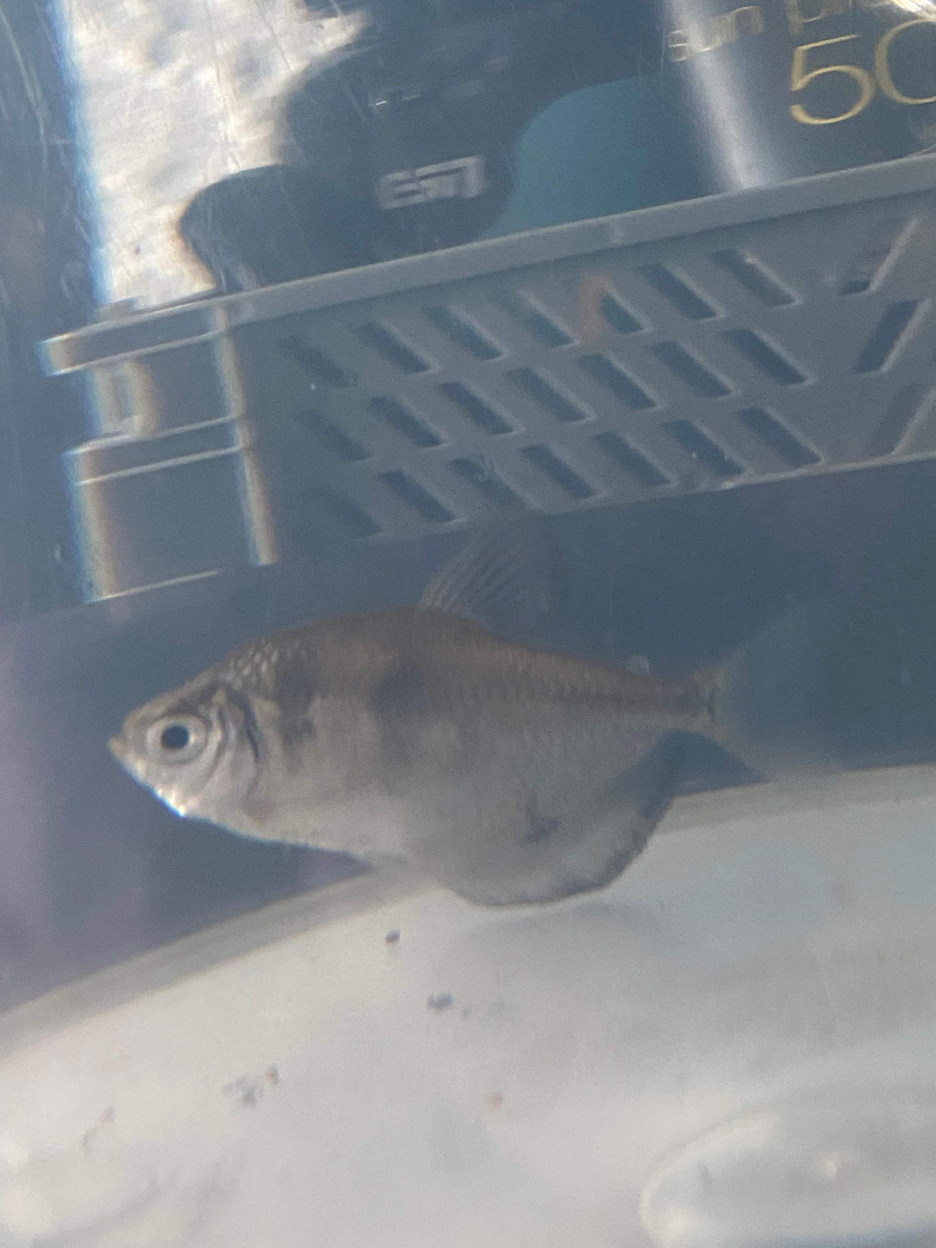 Woran Erkennt Man Das Fische Schwanger Sind
