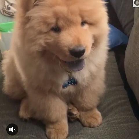 Was Ist Das Fur Ein Flauschiger Hund Ist Das Eine Japanische Hunderasse Rasse Fluffig