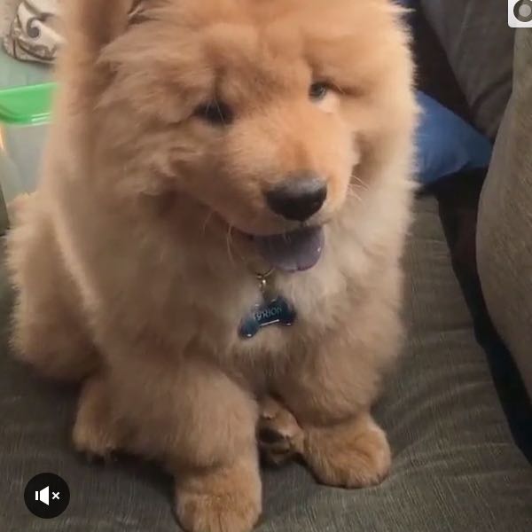 Was ist das für ein flauschiger Hund? Ist das eine japanische