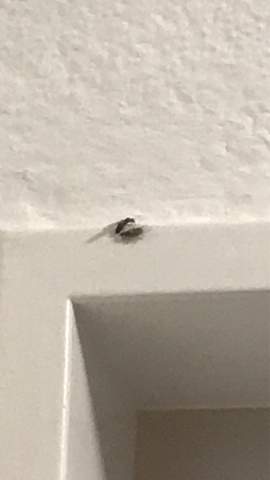 Was ist das für ein fliegenähnliches Insekt?