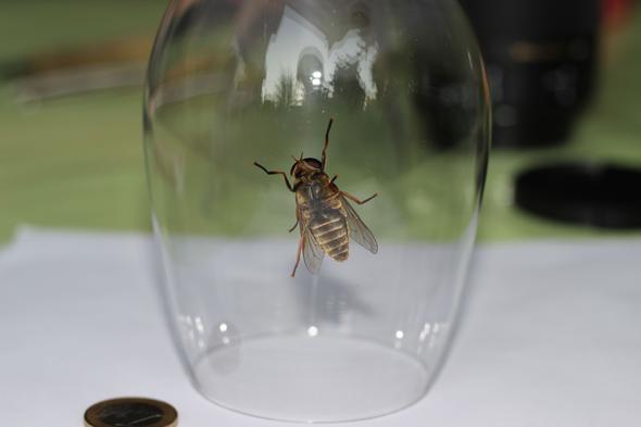 Unterseite im Glas mit Größenvergleich - (groß, Bienen, Wespen)