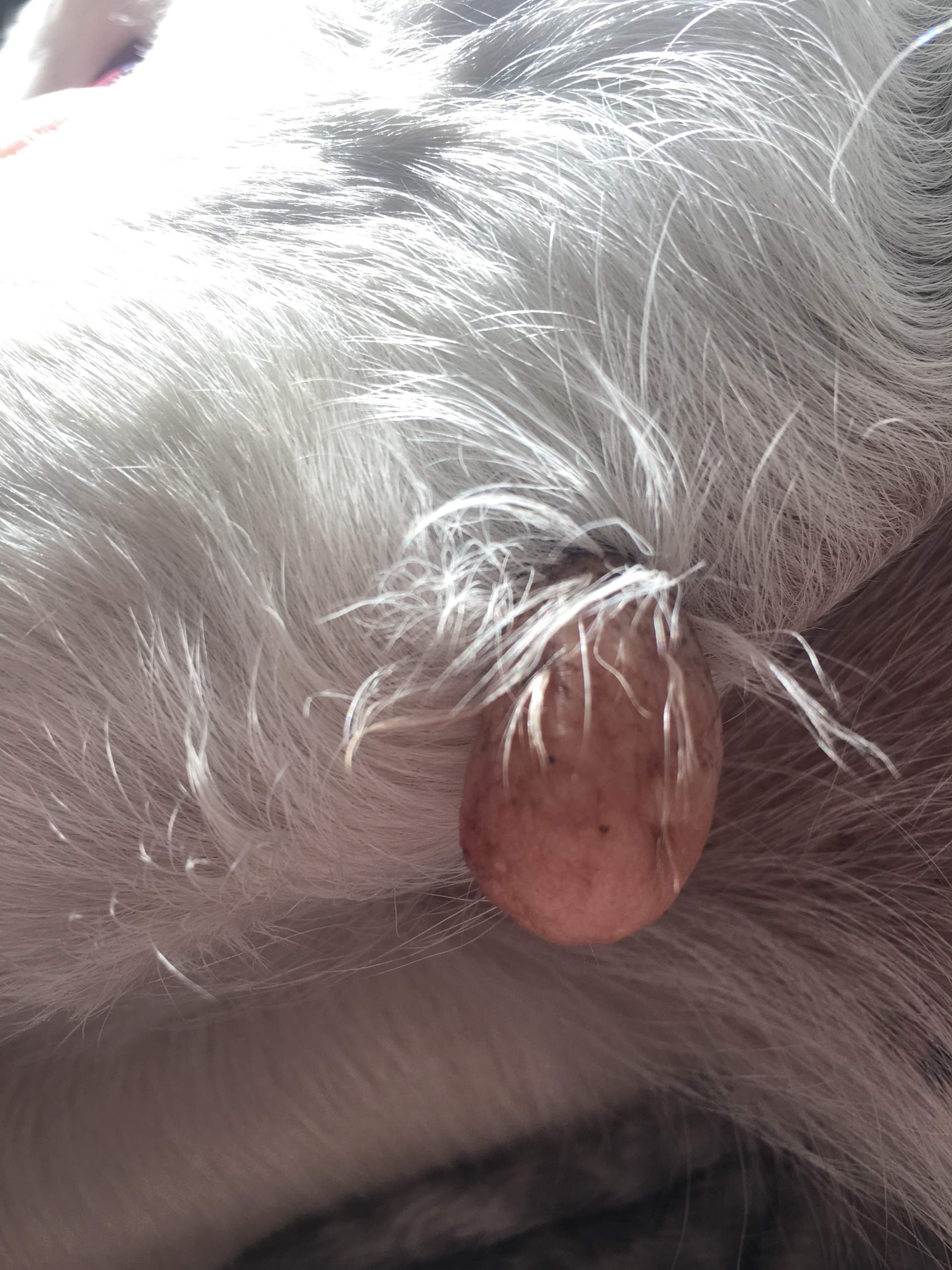 Was ist das für ein Geschwür? (Hund) Was ist das für ein Geschwür? (Hund)