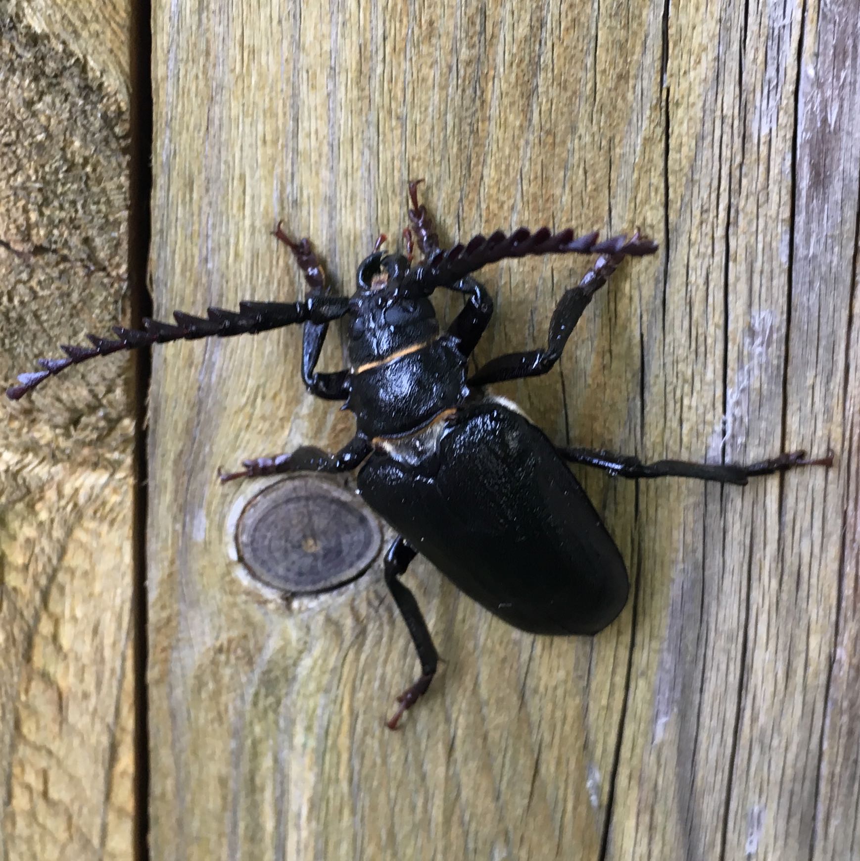 Was ist das für ein großer Käfer ? (schwarz, komisch, groß)