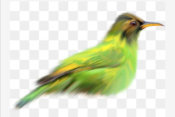 Was ist das für ein grüner Vogel?