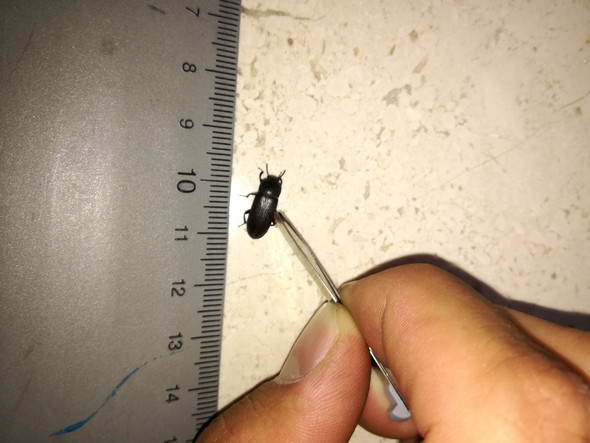 Was Ist Das Fur Ein Haus Kafer Insekten Schadlinge