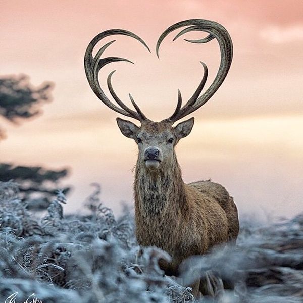 Was ist das f r ein  Hirsch Jagd wild Skandinavien  Was ist das f r ein  Hirsch Jagd wild Skandinavien