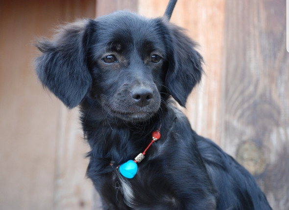was ist das fur ein hund mischling tiere haustiere hunderasse